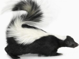 Skunk