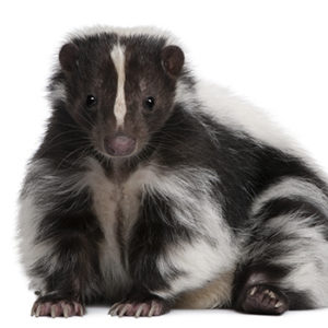 Striped Skunk