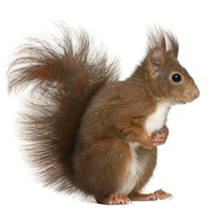 Eurasian Red Squirrel