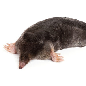 European Mole