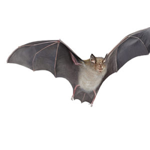 Horseshoe bat