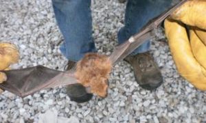 Caught Bat With Wings Outstretched