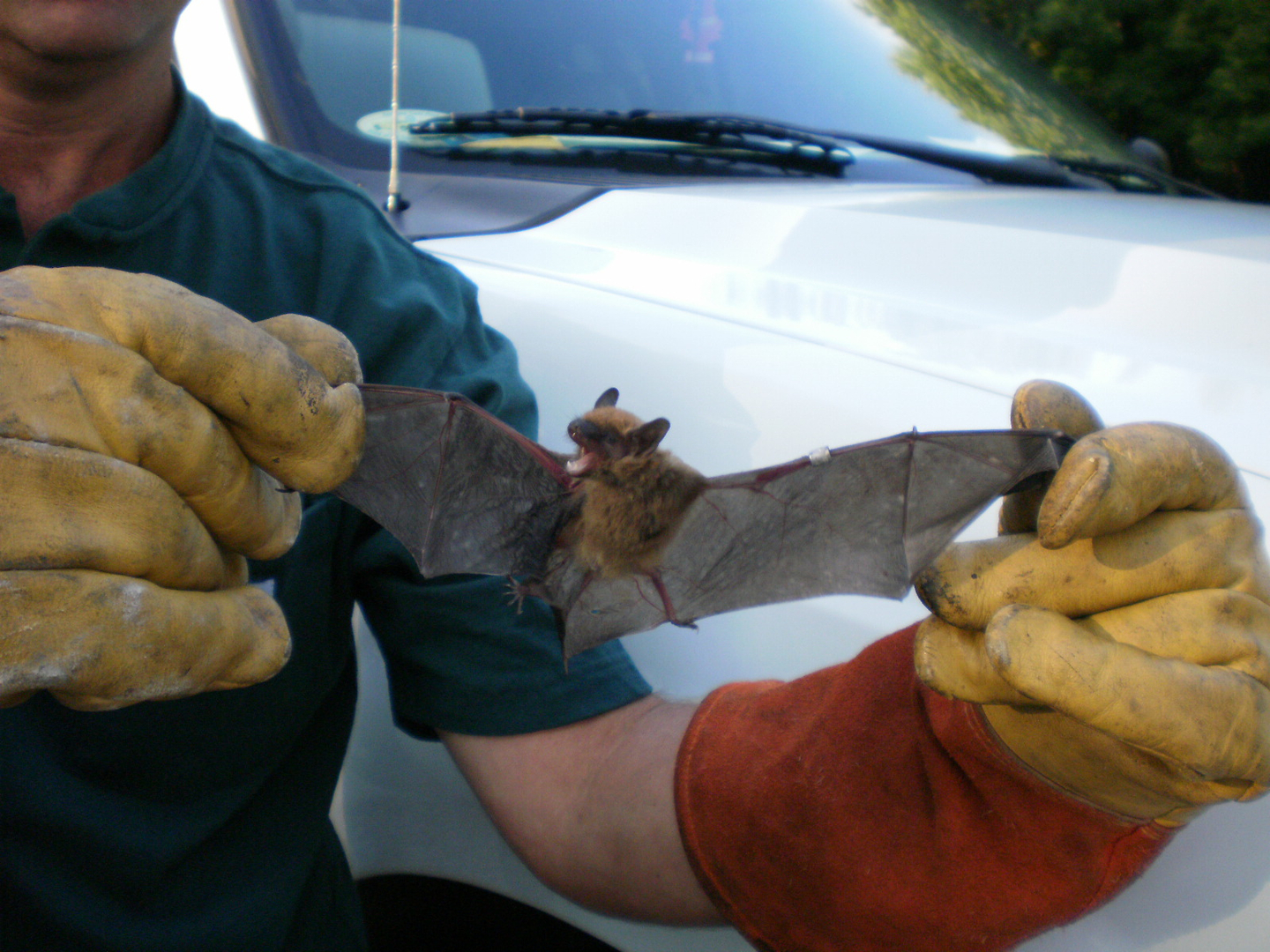 Bat captured and removed from home by Admiral Wildlife Services.