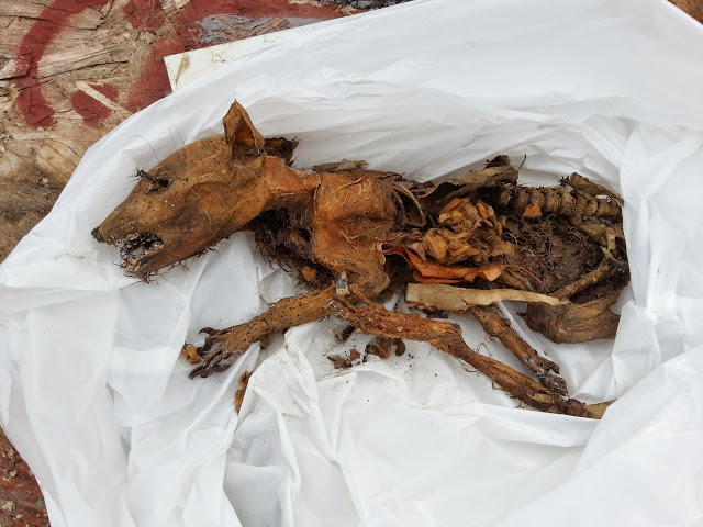Dead Animal Carcass