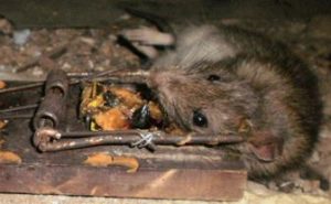 Mouse Caught in Trap