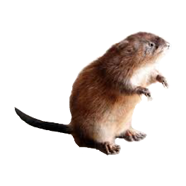 Muskrat