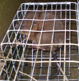 Trapped Animal From Admiral Wildlife