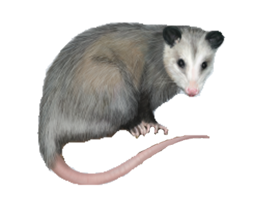 Common Possum