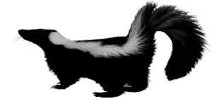Skunk