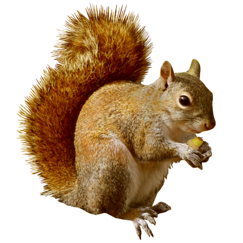 Squirrel