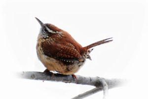 Wren Bird