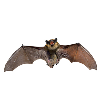 Bat With Wings Outstretched