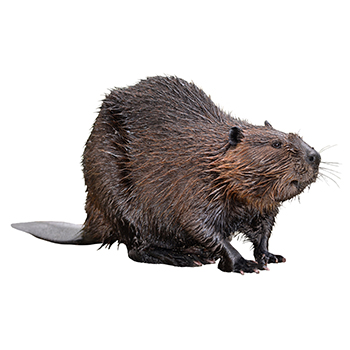 Beaver