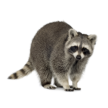 Raccoon