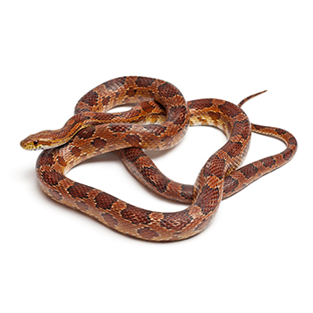 Classical Corn Snake or Red Rat Snake