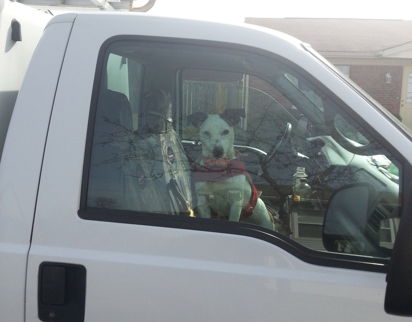 aboutus Dog Inside Admiral Wildlife Truck